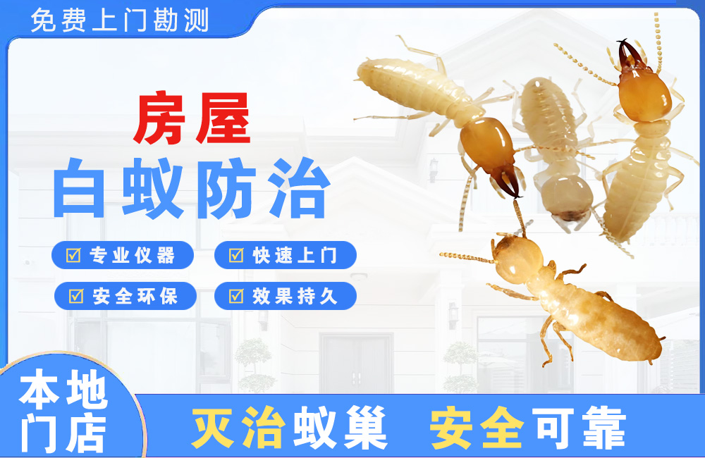 北流房屋白蚁防治